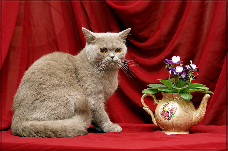 photo "портрет кошка цветы" tags: portrait, nature, pets/farm animals