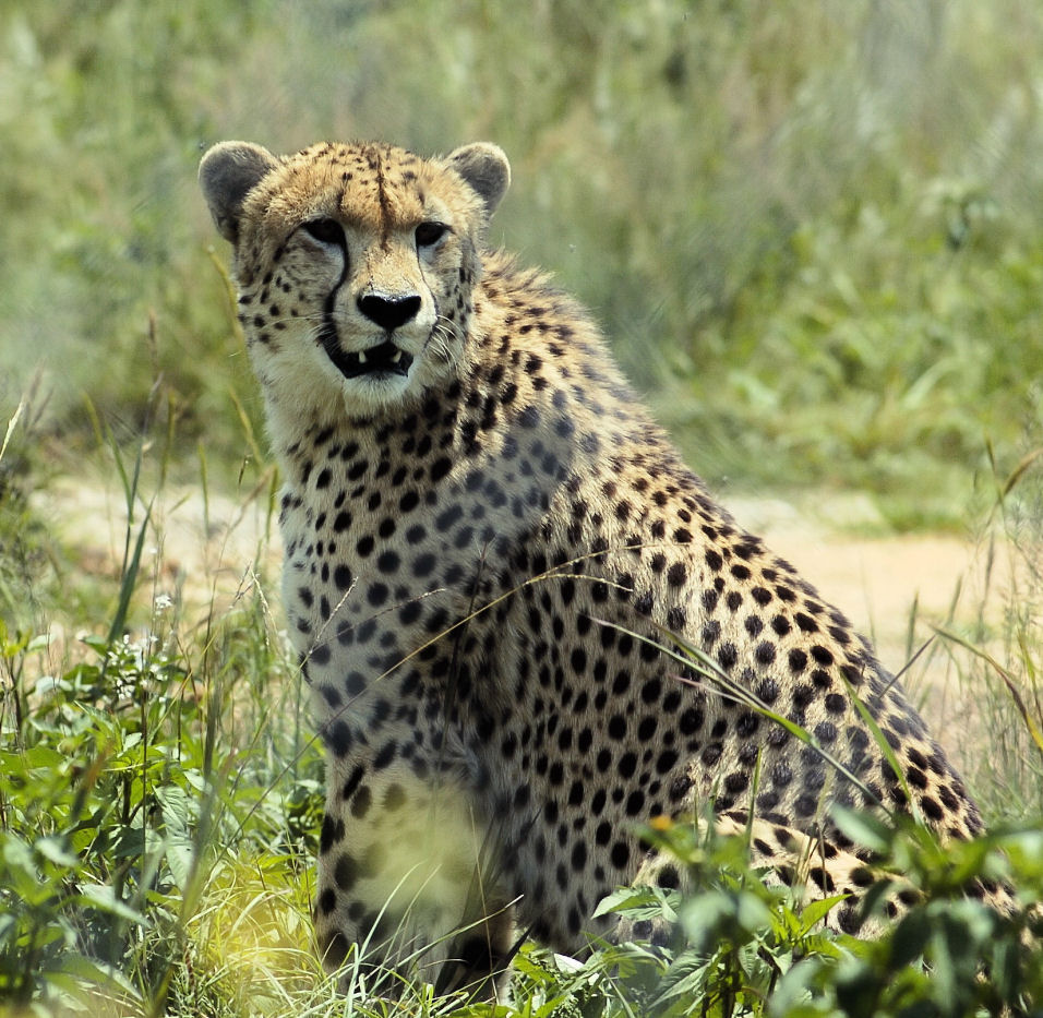 photo "Cheeta" tags: nature, wild animals