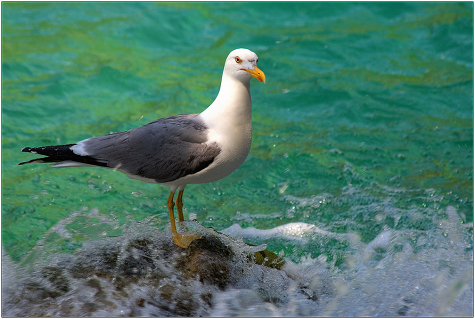 photo "In sparks of a surf" tags: nature, portrait, wild animals