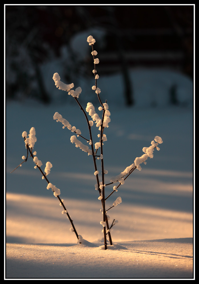 фото "Снежное дерево" метки: пейзаж, зима