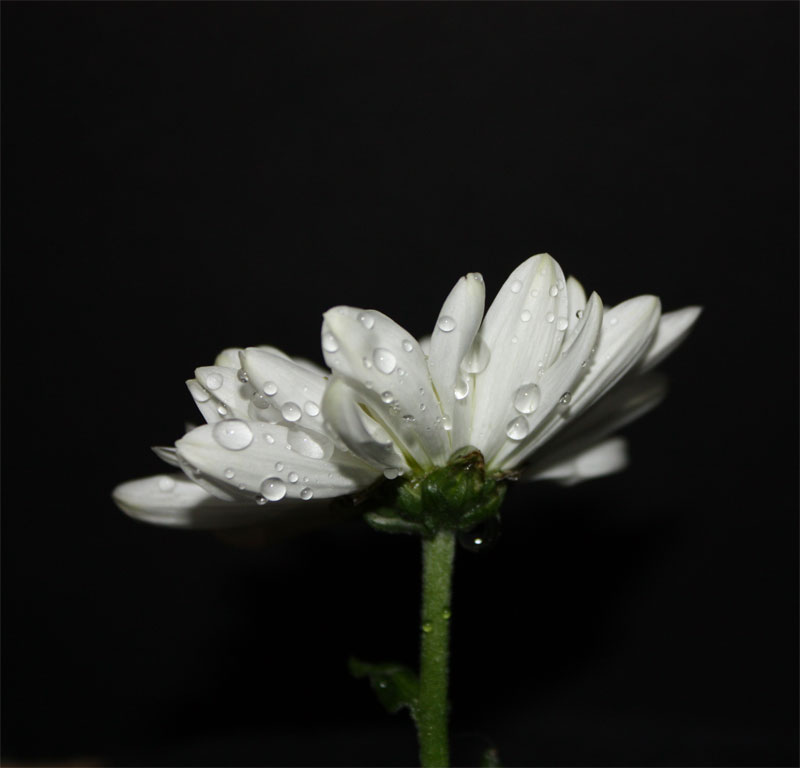 фото "Drops of life" метки: природа, макро и крупный план, цветы