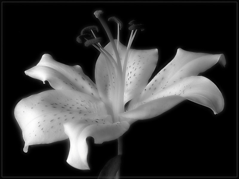 photo "Lilium Orientalis" tags: nature, flowers