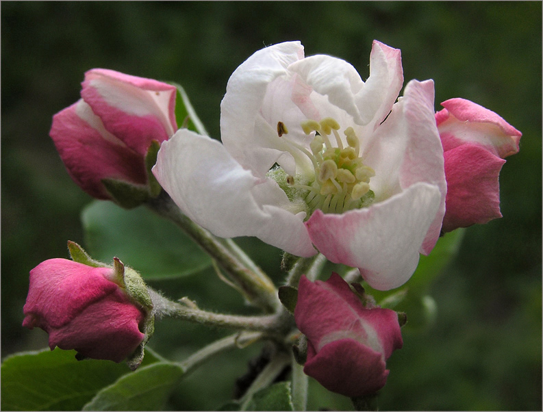 photo "Apple flowers" tags: nature, macro and close-up, flowers