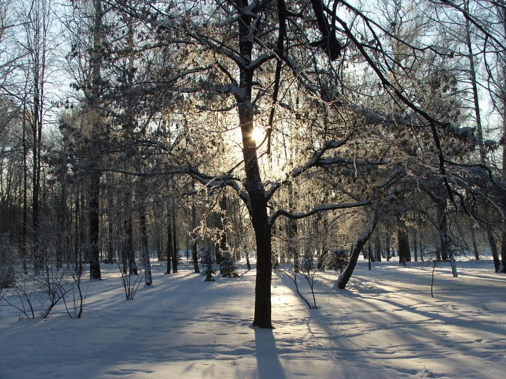 фото "В парке" метки: пейзаж, зима, лес