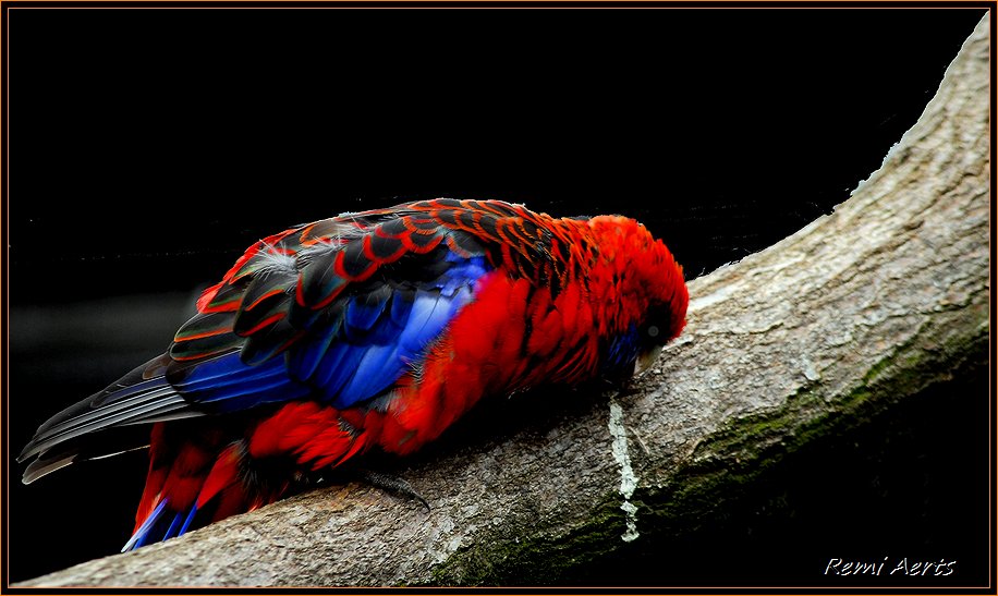 photo "colorful bird" tags: nature, pets/farm animals