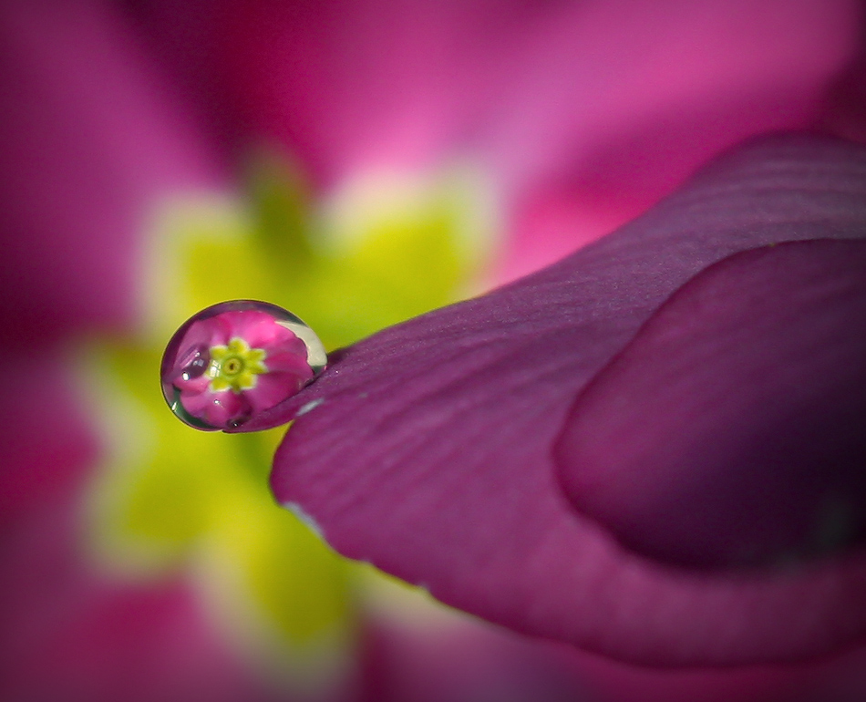 photo "***" tags: macro and close-up, nature, flowers