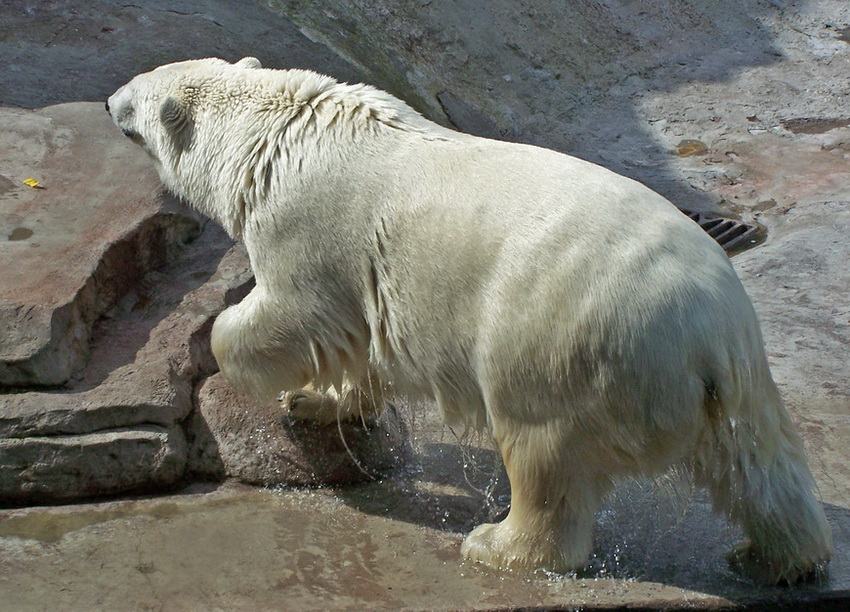 photo "***" tags: nature, wild animals