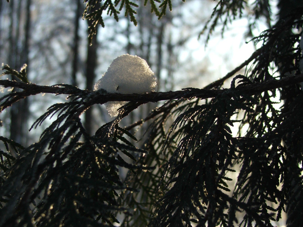 photo "The small snow" tags: landscape, forest, winter