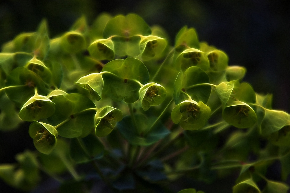 photo "wood  spurge" tags: nature, macro and close-up, flowers