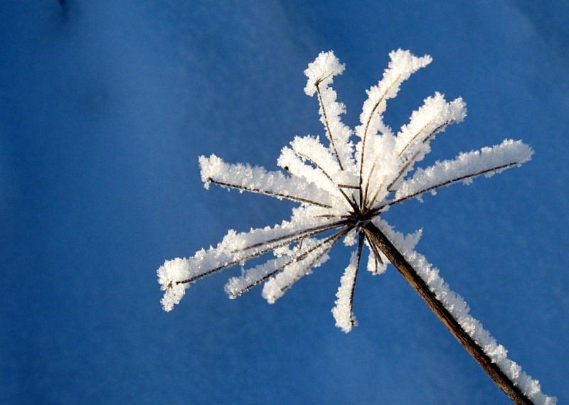 photo "зима,природа,снег,мороз" tags: nature, fragment, 