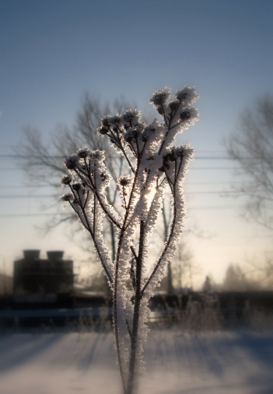 photo "мороз,зима,свет,природа" tags: nature, city, 