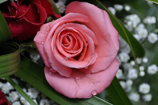 photo "***" tags: nature, flowers