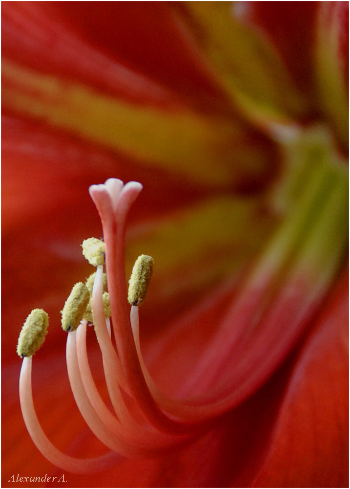 photo "Lady In Red" tags: nature, flowers