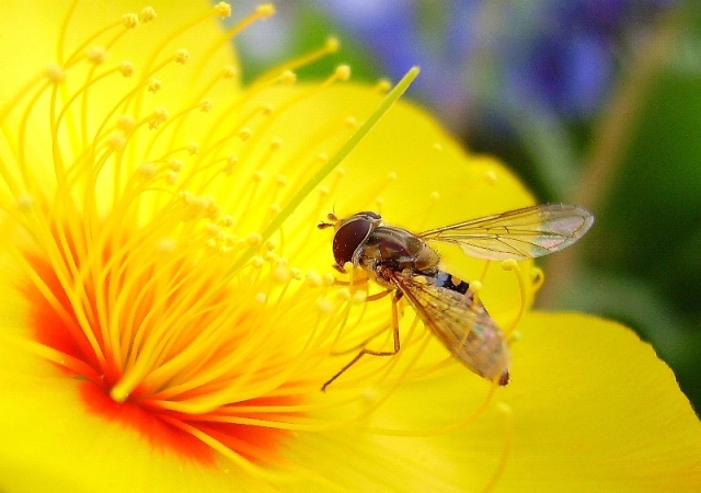 photo "***" tags: nature, macro and close-up, insect