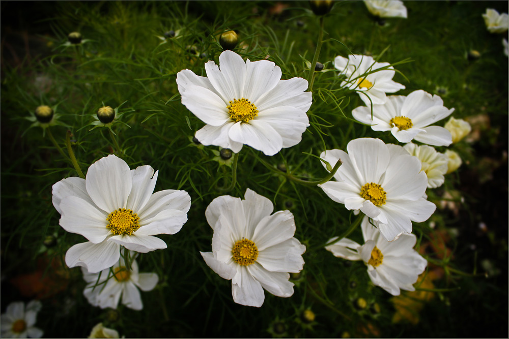 photo "White Cosmos" tags: nature, flowers
