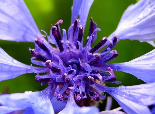 photo "A different view on knapweed" tags: nature, macro and close-up, flowers