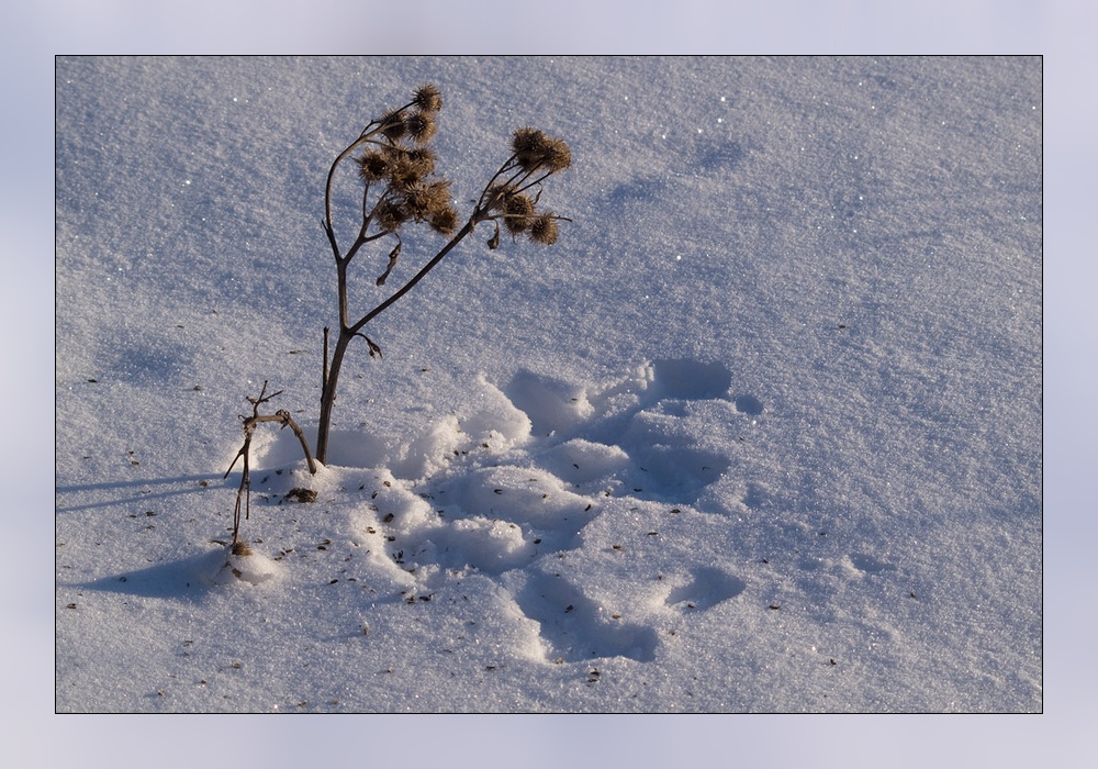 photo "***" tags: landscape, nature, winter