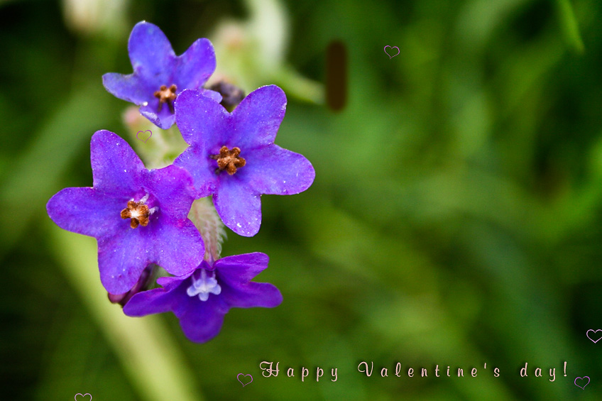 photo "***" tags: nature, flowers