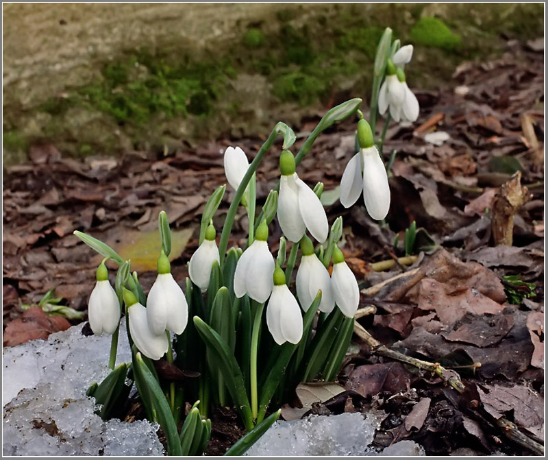 photo "Recruits" tags: nature, flowers