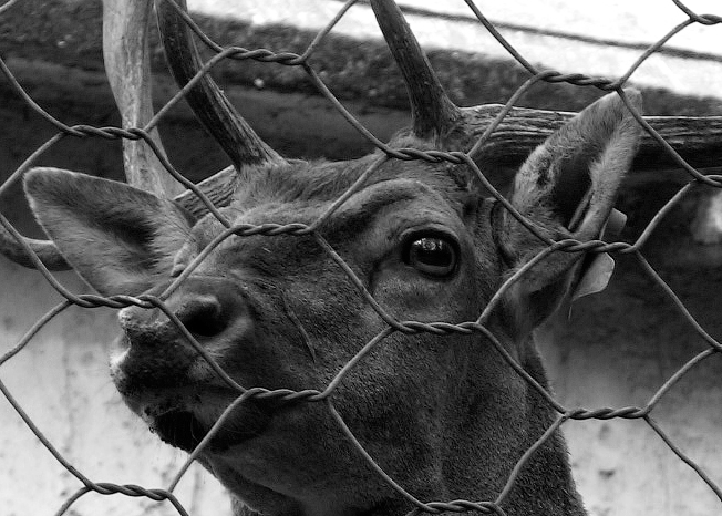photo "==-" tags: nature, black&white, wild animals