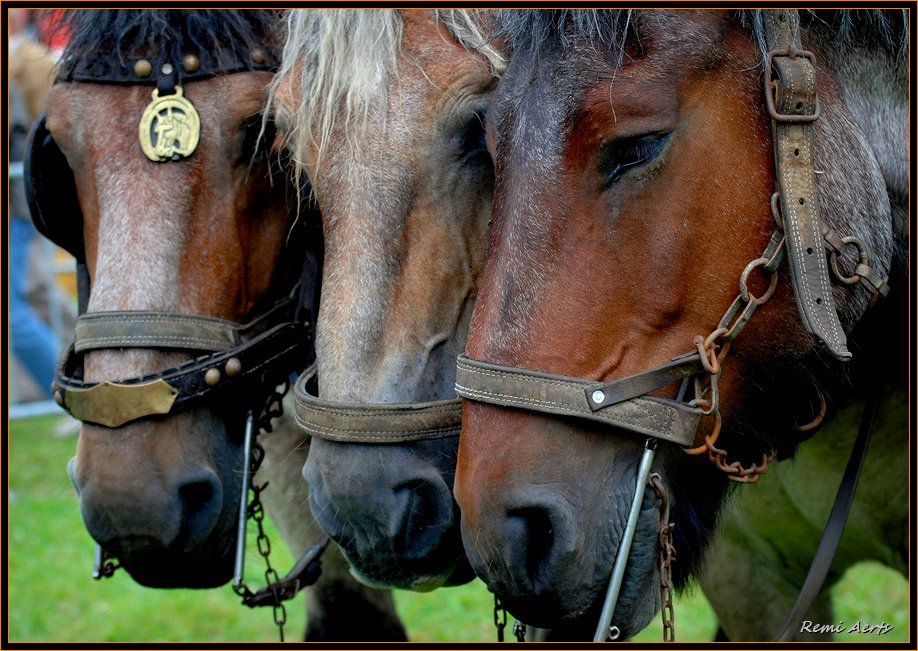 photo "trio" tags: nature, macro and close-up, pets/farm animals