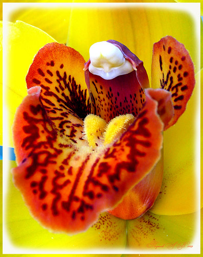 photo "макро,орхидея.серединка орхидеи" tags: macro and close-up, 