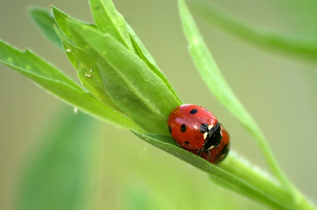 photo "up side down" tags: nature, macro and close-up, insect