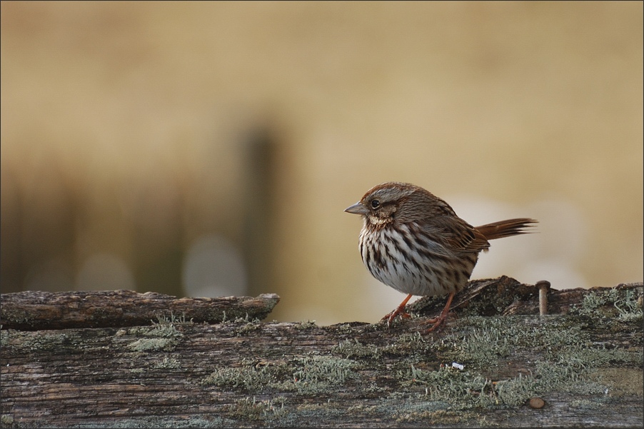 photo "Song sparrow" tags: nature, pets/farm animals