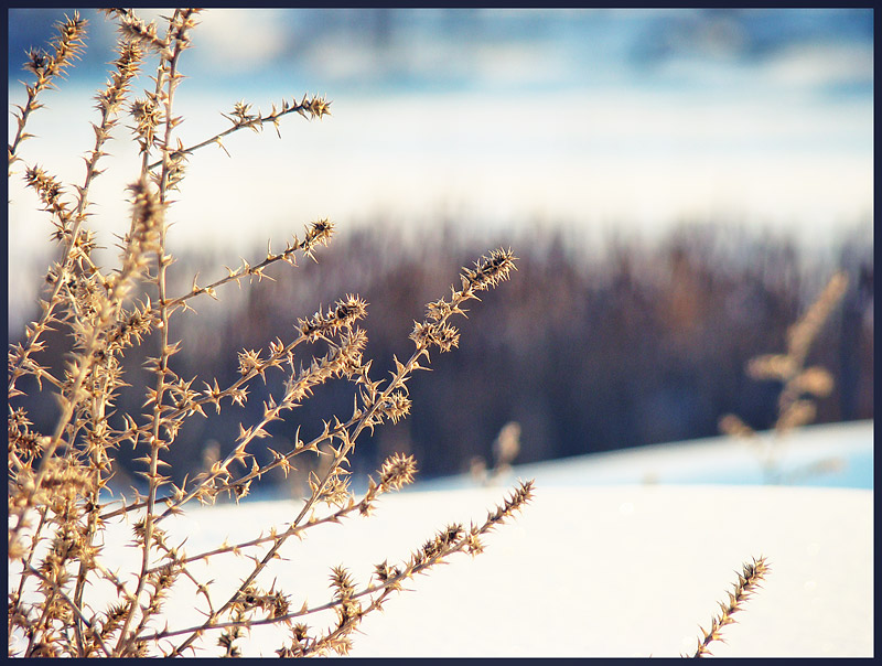 photo "***" tags: nature, macro and close-up, 