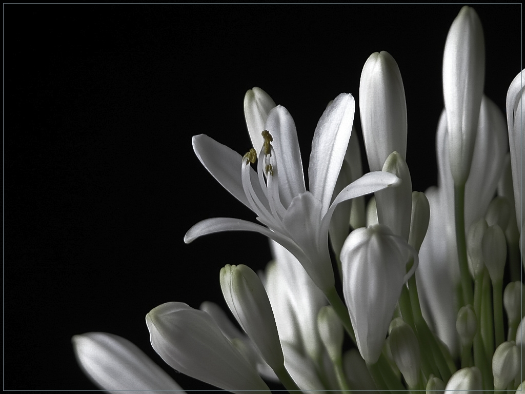 photo "white agapanthus" tags: nature, still life, flowers