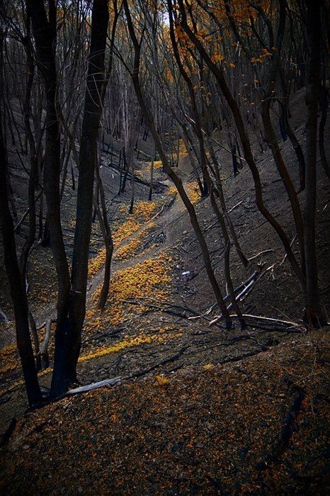 фото "Таинственный лес" метки: , 