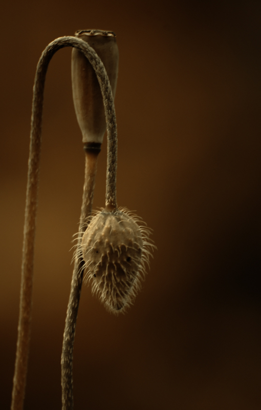 photo "***" tags: nature, flowers