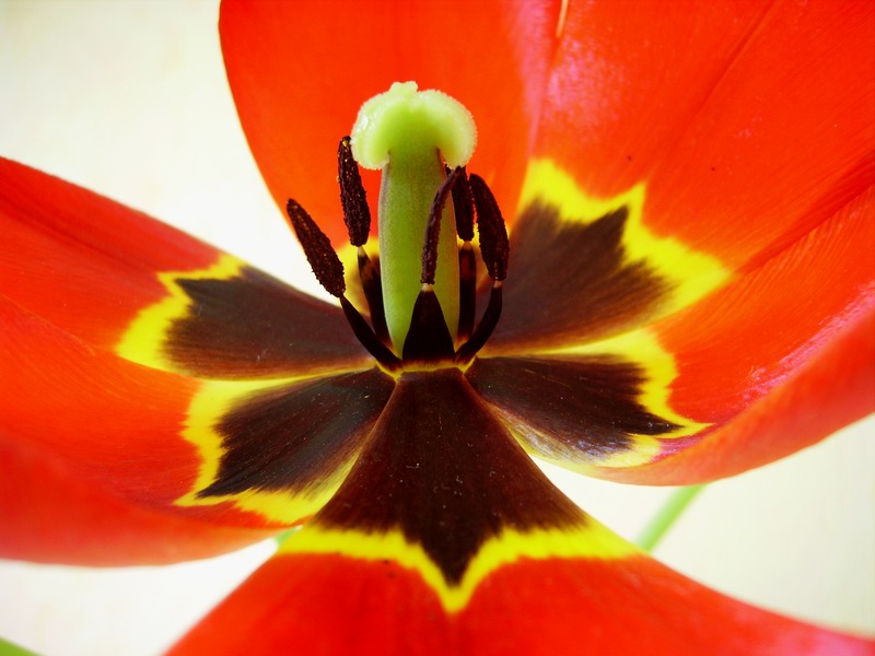 photo "***" tags: nature, macro and close-up, flowers