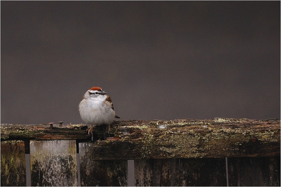 photo "Chipping Sparrow" tags: nature, pets/farm animals