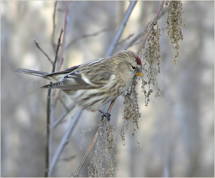 photo "Redpoll" tags: nature, wild animals