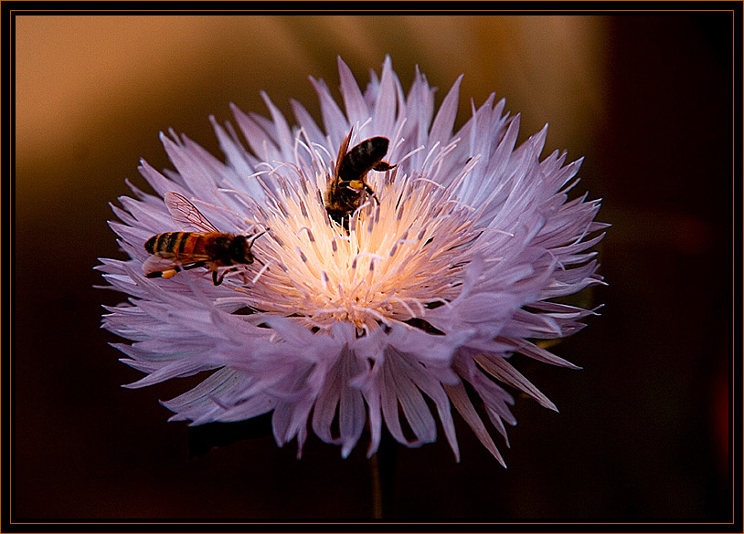 photo "***" tags: nature, flowers, insect