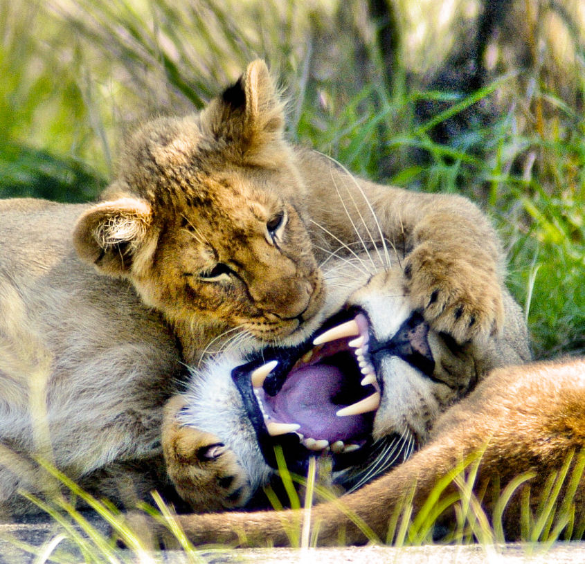 photo "My what big teeth you have...." tags: nature, travel, Africa, wild animals