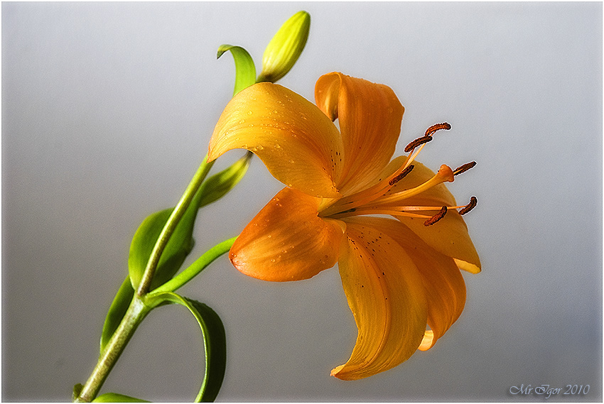 фото "Просто цветок" метки: натюрморт, природа, цветы