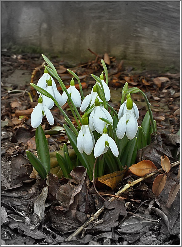 photo "Risen" tags: nature, flowers