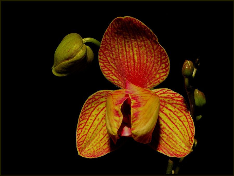 фото "***" метки: природа, цветы