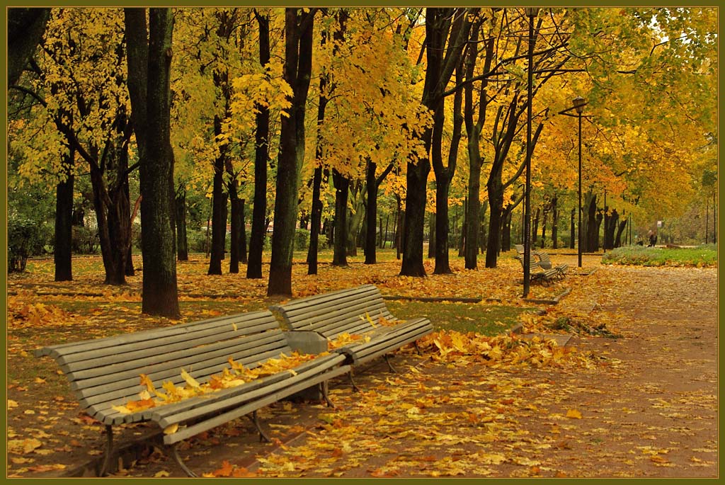 фото "мокрое золото" метки: пейзаж, город, осень