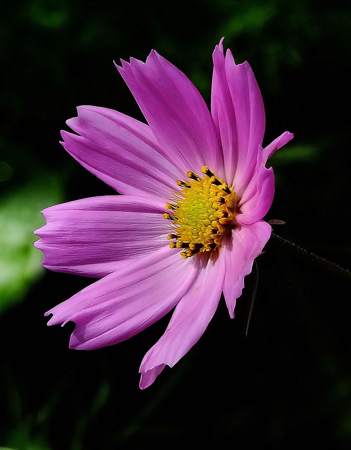 photo "***" tags: nature, flowers