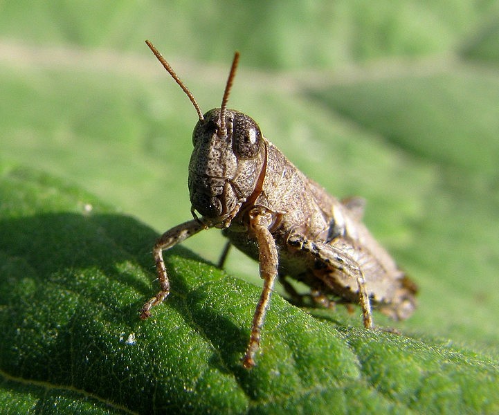 photo "***" tags: macro and close-up, nature, insect