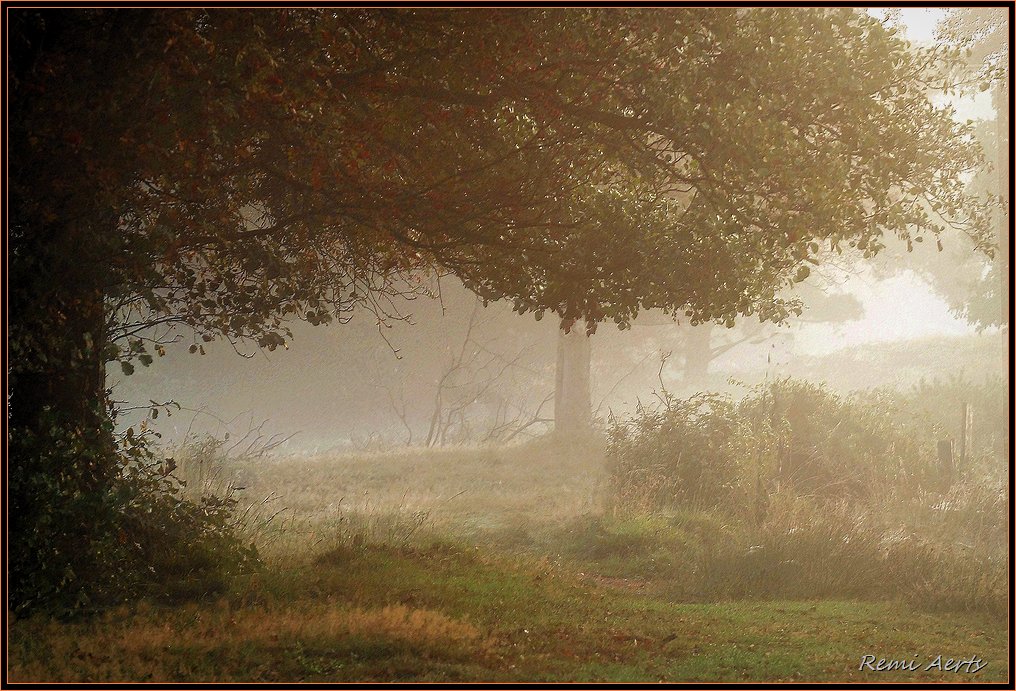 photo "I love the early morning" tags: landscape, nature, flowers, forest