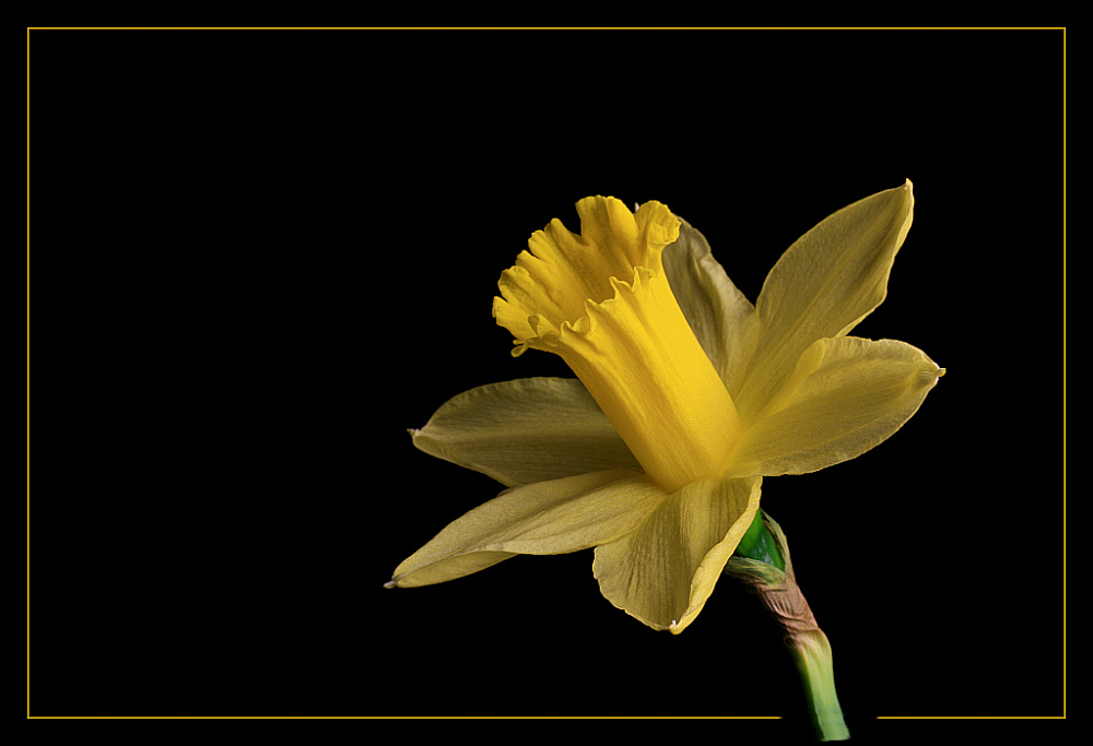 photo "Narcissus pseudonarcissus" tags: , 