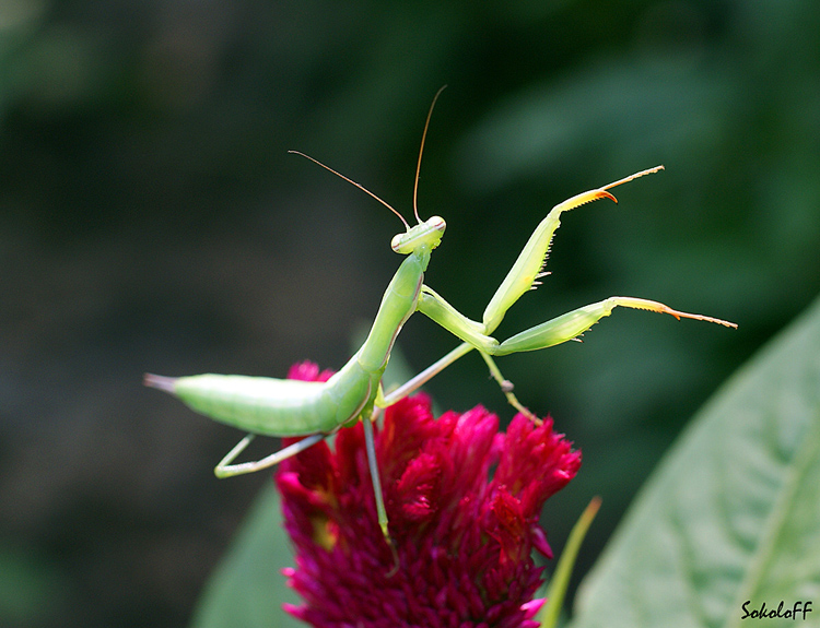 photo "макр богомол" tags: macro and close-up, nature, insect