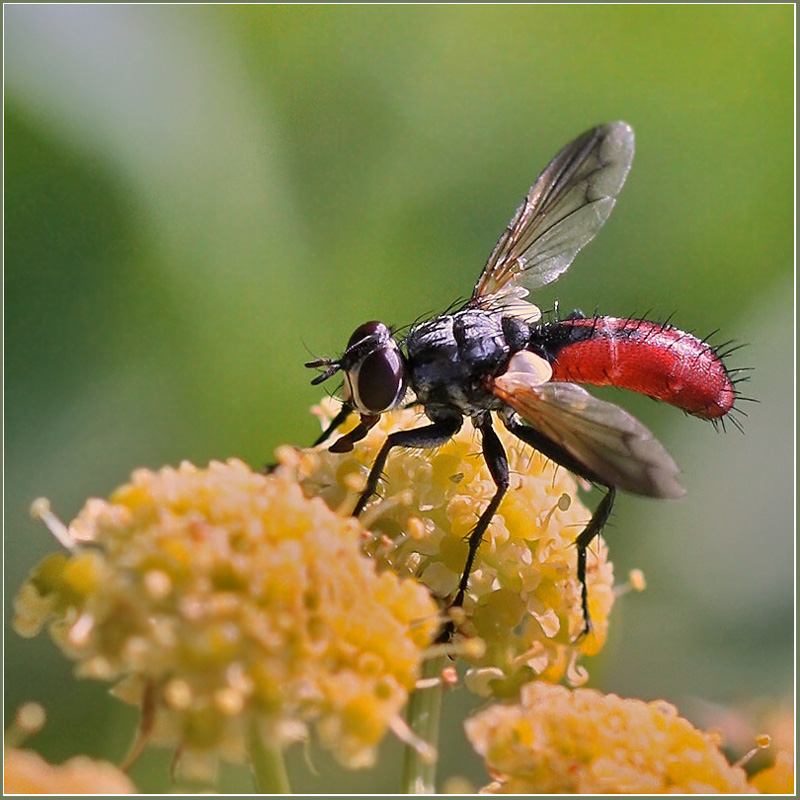фото "Небритый и неприятный" метки: природа, макро и крупный план, насекомое