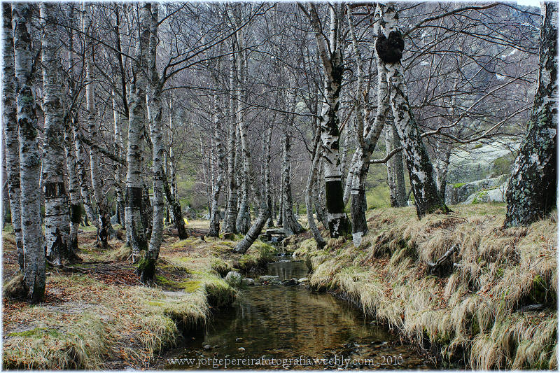 photo "Estrela Portugal" tags: landscape, forest