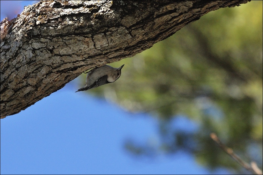 photo "White-breasted Nuthatch" tags: nature, wild animals