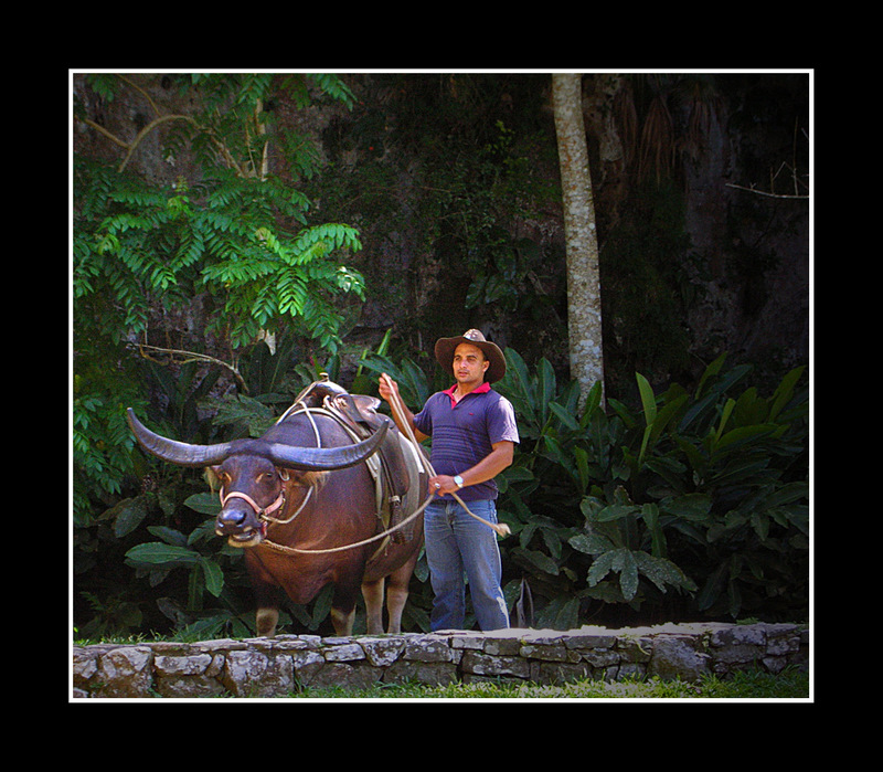 photo "Ready for a ride?" tags: nature, pets/farm animals